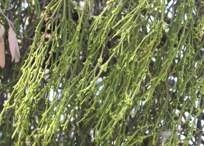 Australian Parasitic Plants - Santalaceae